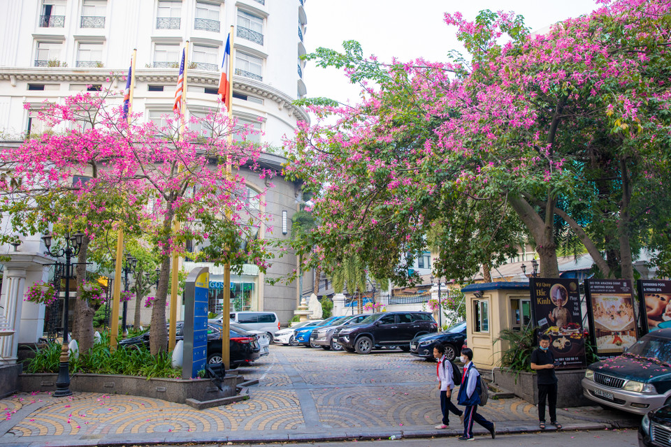 Cây sinh trưởng phát triển nhanh trong điều kiện thời tiết tại Việt Nam. (Ảnh: Minh Sơn/Vietnam+)