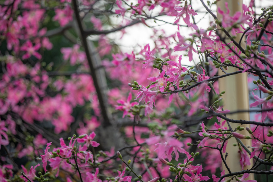Vào mùa hoa nở, gần như toàn bộ lá trên thân trút xuống để lại trên cây những chùm hoa đẹp mê mẩn. (Ảnh: Minh Sơn/Vietnam+)
