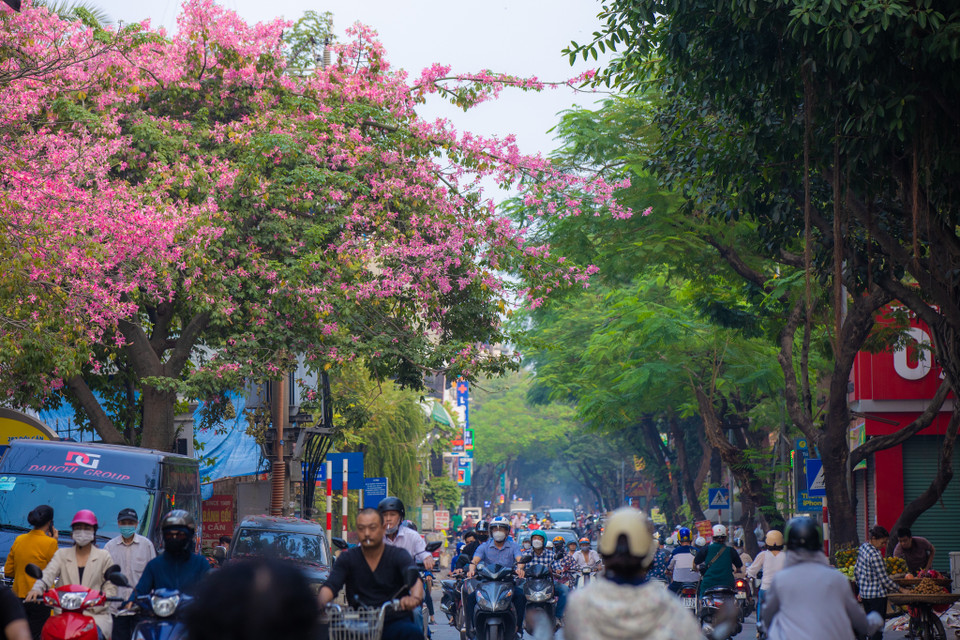 Những ngày đầu đông, người dân Thủ đô mỗi lần đi qua con phố Đội Cấn đều phải ngước lên ngắm nhìn một loài cây nở hoa sáng rực. (Ảnh: Minh Sơn/Vietnam+)