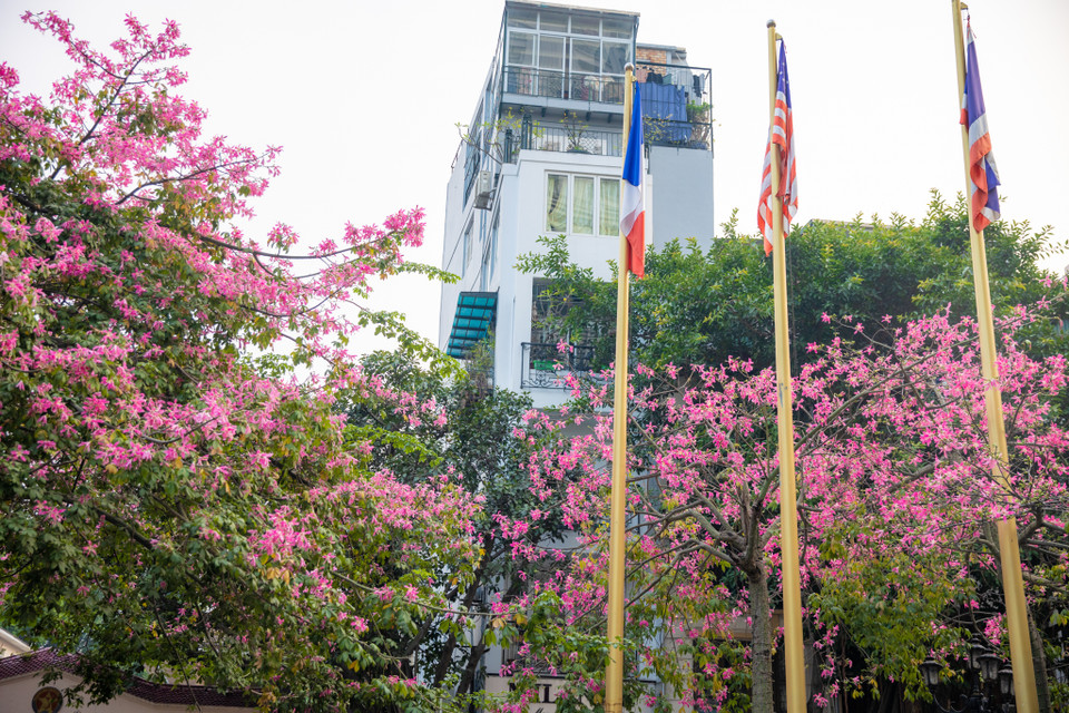 Đây là loại cây có xuất xứ từ các nước châu Mỹ. (Ảnh: Minh Sơn/Vietnam+)