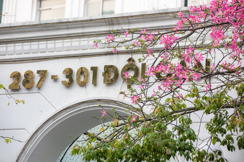 Người dân tại khu vực này cho biết, những cây hoa mỹ nhân này được trồng vào khoảng năm 2007 trong khuôn viên khách sạn số 287 - 301 Đội Cấn (Hà Nội). (Ảnh: Minh Sơn/Vietnam+)