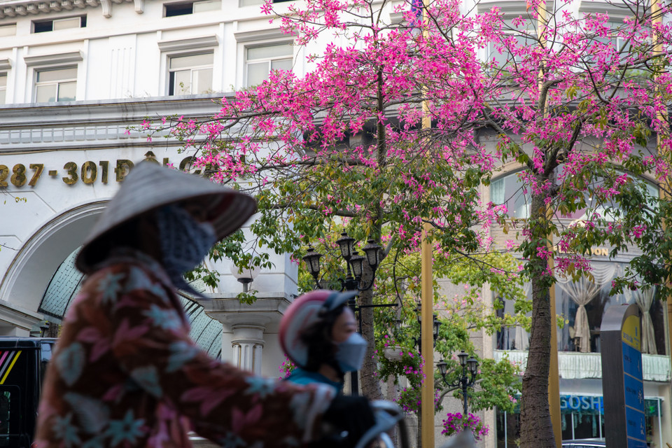 Ở Hà Nội rất hiếm khi bắt gặp giống cây này. Một số người cho biết, cây hoa mỹ nhân cũng được trồng cả ở công viên Tuổi Trẻ. (Ảnh: Minh Sơn/Vietnam+)