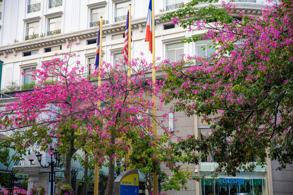 Từng cánh hoa bung nở tạo vẻ đẹp lãng mạn, sáng bừng một góc phố. (Ảnh: Minh Sơn/Vietnam+)