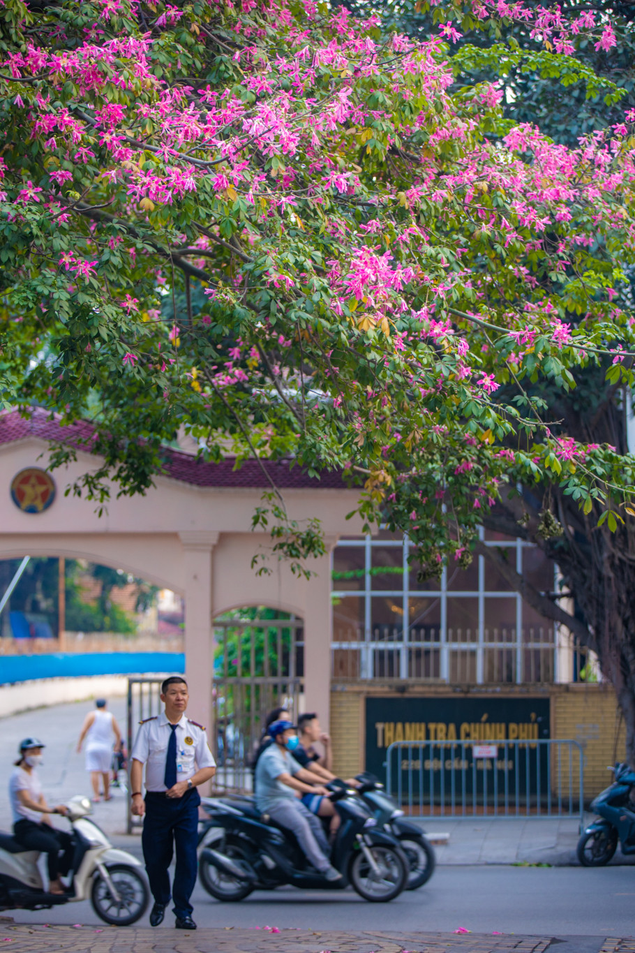 Là giống cây chịu hạn, chịu được các điều kiện khí hậu khắc nghiệt khiến giống cây này có nhiều tiềm năng để phát triển ở Việt Nam. (Ảnh: Minh Sơn/Vietnam+)