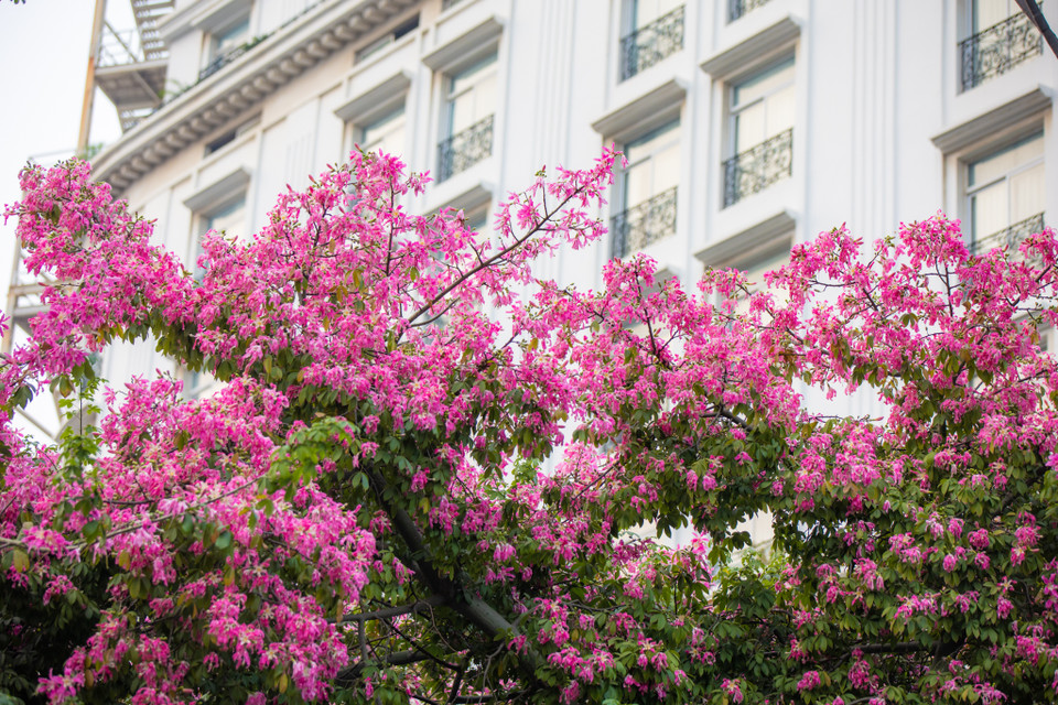 Giống cây này thuộc họ hoa gạo thân có gai nhỏ, khi lớn sẽ rụng hết gai. Cây cũng sẽ ra hoa từ lúc mới trồng. (Ảnh: Minh Sơn/Vietnam+)