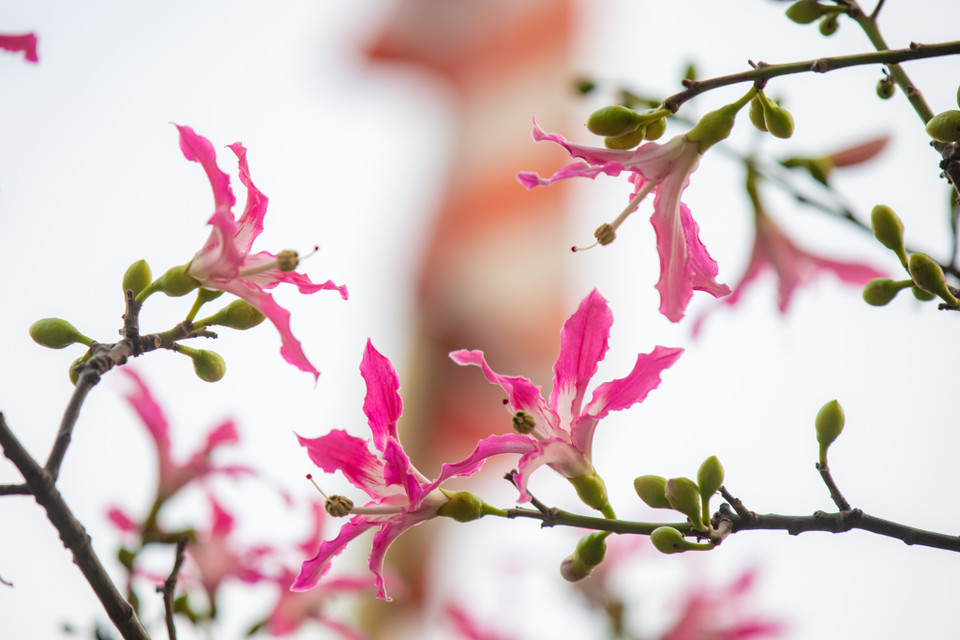 Hoa mỹ nhân có dạng xòe với 5 thùy phát triển ở đầu. Hoa có màu hồng cánh sen, mọc chi chít gần nhau, tỏa ra khắp cây nhìn rất đẹp mắt. (Ảnh: Minh Sơn/Vietnam+)