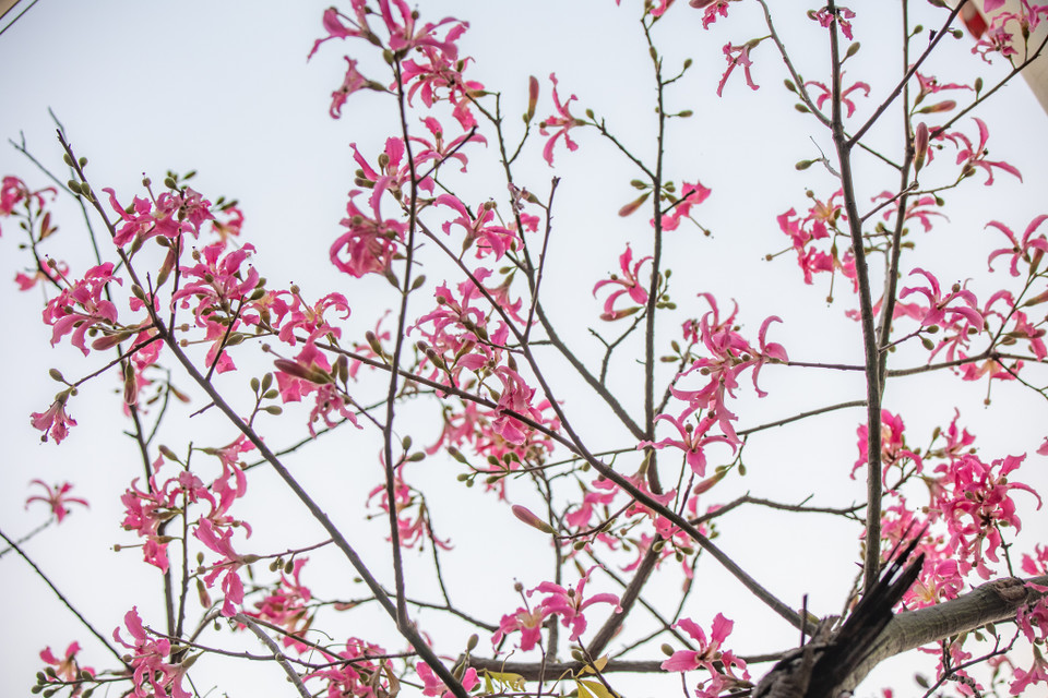 Màu hồng đậm của cây hoa mỹ nhân điểm xuyết khiến cho phố phường Hà Nội càng thêm rực rỡ sắc màu. (Ảnh: Minh Sơn/Vietnam+)