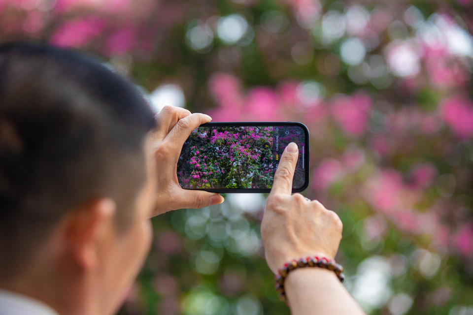 Nhiều người đi qua không thể kìm lòng trước vẻ đẹp của loài hoa này. (Ảnh: Minh Sơn/Vietnam+)