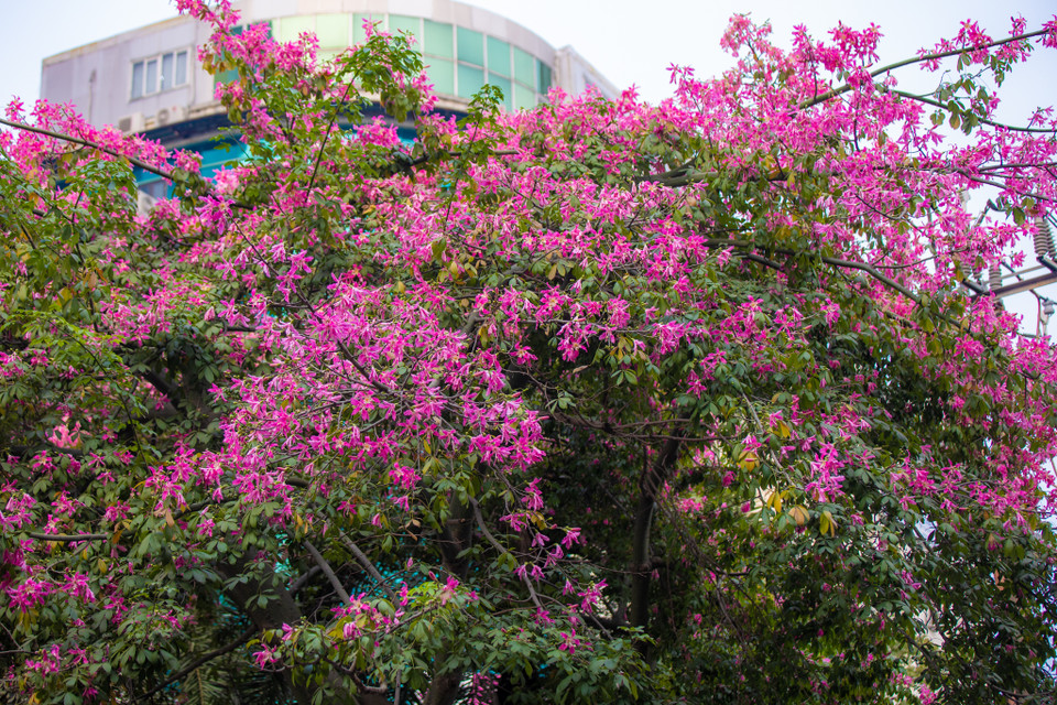 Tán cây có hình dù, có nhiều cành lá đua nhau vươn ra khoe sắc. (Ảnh: Minh Sơn/Vietnam+)