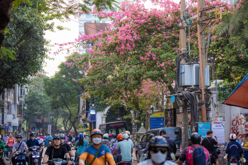 Qua tìm hiểu, đây là giống cây mỹ nhân hay còn gọi là hồng mỹ nhân. (Ảnh: Minh Sơn/Vietnam+)