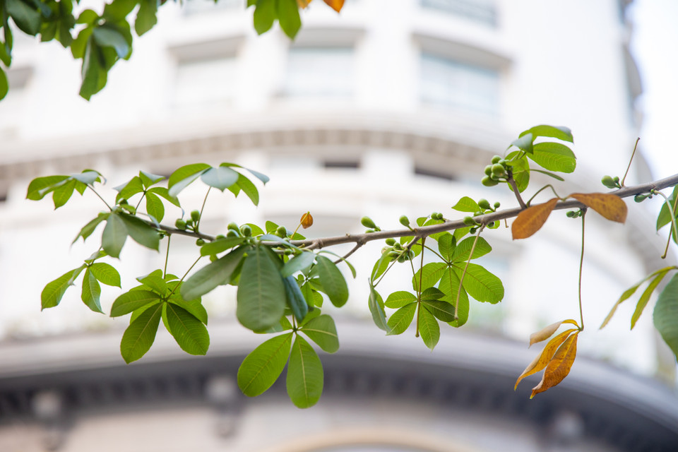 Lá và quả của cây mỹ nhân. (Ảnh: Minh Sơn/Vietnam+)
