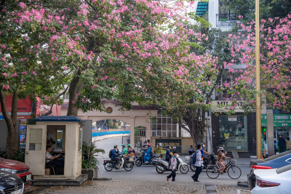 Cây hoa mỹ nhân có tên khoa học là Nymph. (Ảnh: Minh Sơn/Vietnam+)