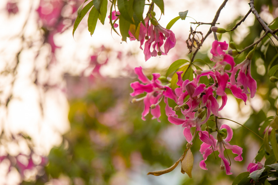 Vào những ngày thời tiết đẹp trời, màu hoa kết hợp với màu nắng vàng khiến ai đi qua cũng phải ngẩn ngơ ngắm nhìn. (Ảnh: Minh Sơn/Vietnam+)