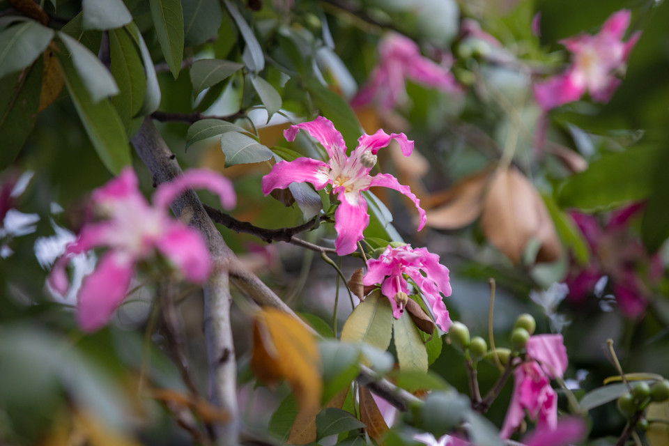 Khi cây ra hoa, hầu hết lá đều rụng, trên đầu cành chỉ nhìn thấy những cụm hoa hồng đậm. (Ảnh: Minh Sơn/Vietnam+)