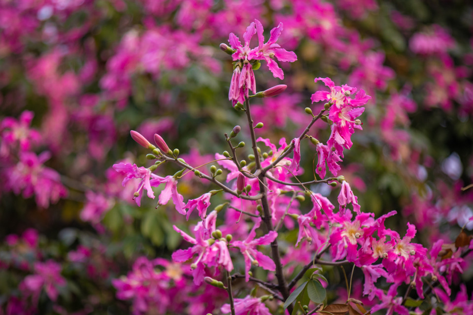 Mùa ra hoa thường khoảng tháng 9 đến hết tháng 2 năm sau. (Ảnh: Minh Sơn/Vietnam+)