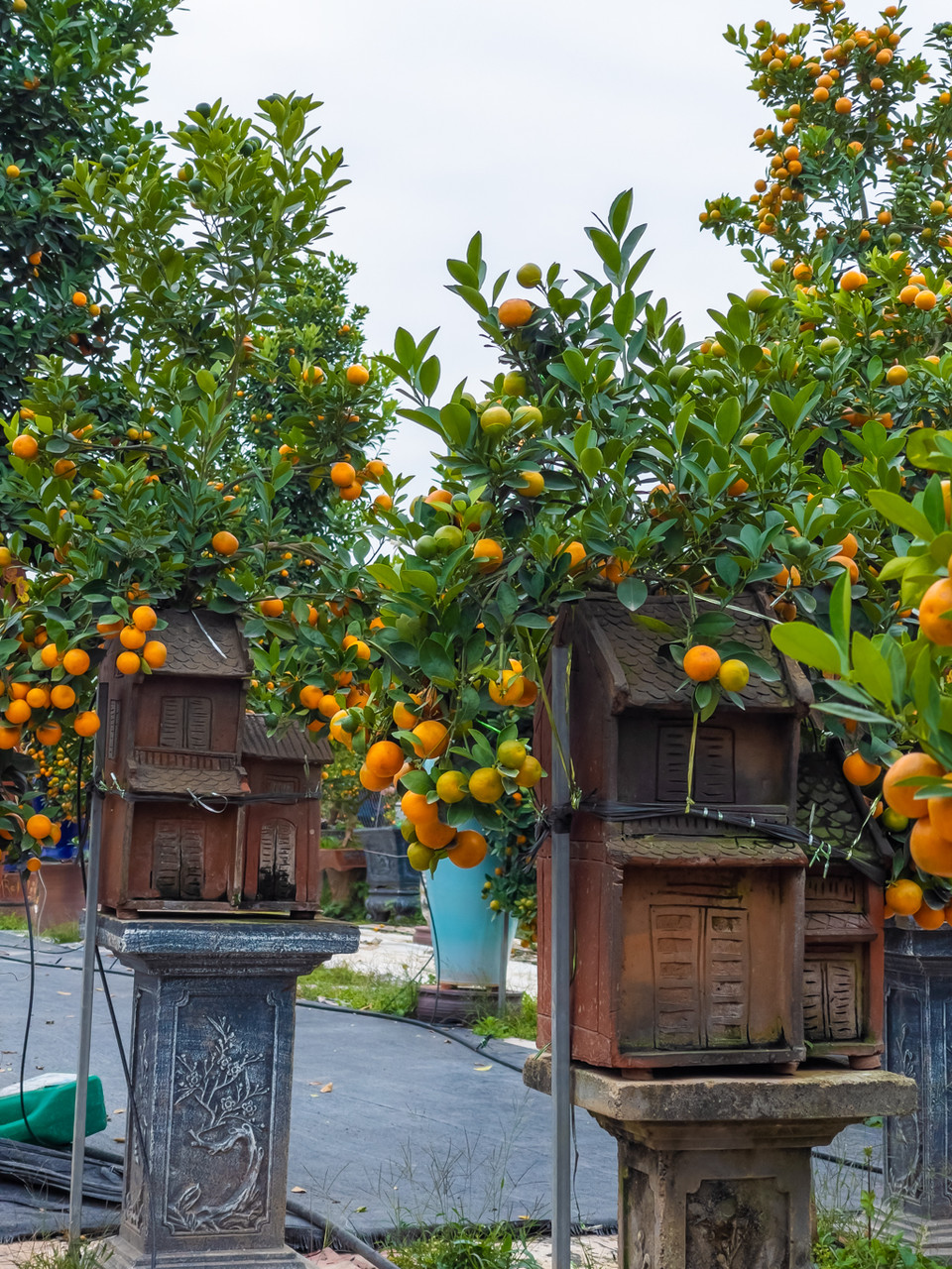 Để tạo ra một cây quất bonsai trồng trên nhà phải mất ít nhất khoảng 8 tháng, có những cây mất nhiều thời gian hơn tuy nhiên tỷ lệ hỏng cũng rất cao. (Ảnh: Hoài Nam/Vietnam+)