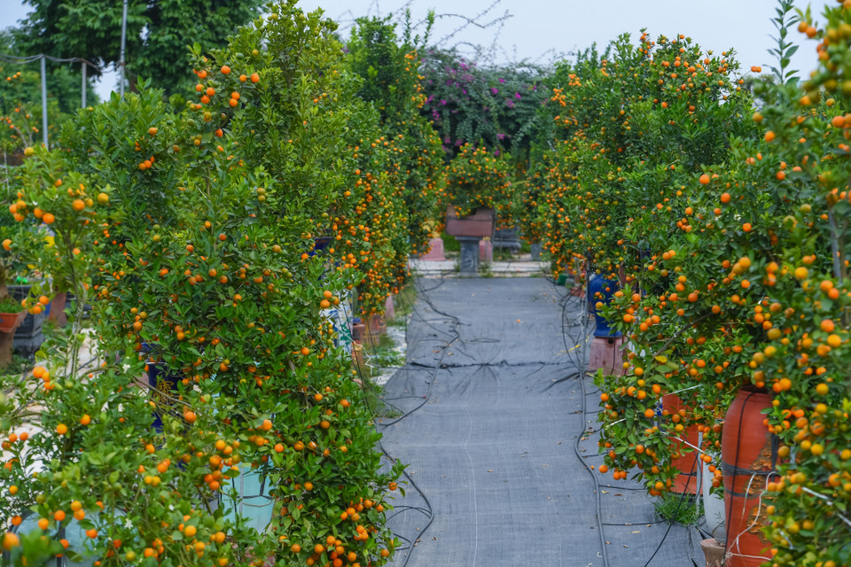 Mỗi dịp cận Tết, làng quất Tứ Liên (Tây Hồ, Hà Nội) lại tất bật chuẩn bị và cho ra những sản phẩm chào năm mới độc đáo thu hút khách hàng. (Ảnh: Hoài Nam/Vietnam+)