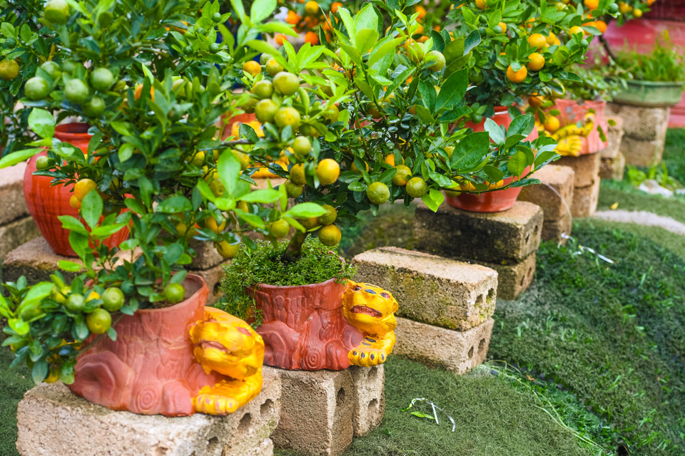 Một nhà vườn khác tại Tứ Liên đã cho ra mắt sản phẩm Hổ vàng ôm quất lạ mắt phục vụ Tết Nhâm Dần. (Ảnh: Hoài Nam/Vietnam+)