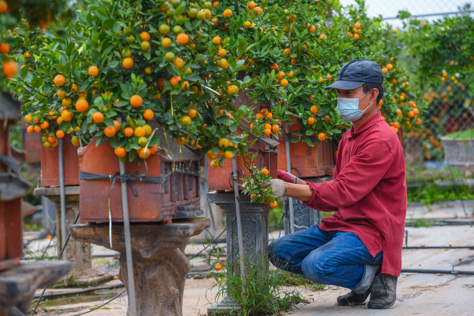 Các mẫu nhà để trồng quất bonsai đều được thiết kế tỉ mỉ từng chi tiết, đắp tay thủ công bởi những người thợ làng nghề nổi tiếng gốm Phù Lãng (Bắc Ninh). (Ảnh: Hoài Nam/Vietnam+)