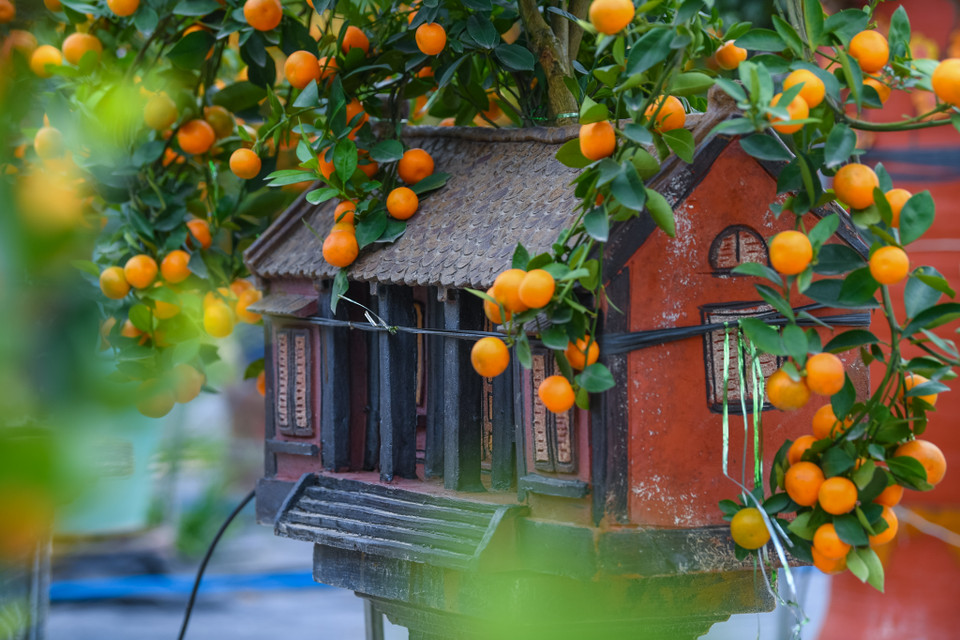 Cũng theo chị Trang, những chậu cây quất độc đáo như thế này có giá bán từ 3-15 triệu đồng tùy mẫu mã, chủng loại. (Ảnh: Hoài Nam/Vietnam+)