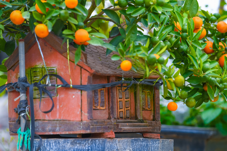 Chủ vườn cũng chia sẻ những chậu quất bonsai trồng trên ngôi nhà không chỉ là một thú chơi ngày Tết mà đó còn là một tác phẩm nghệ thuật. (Ảnh: Hoài Nam/Vietnam+)