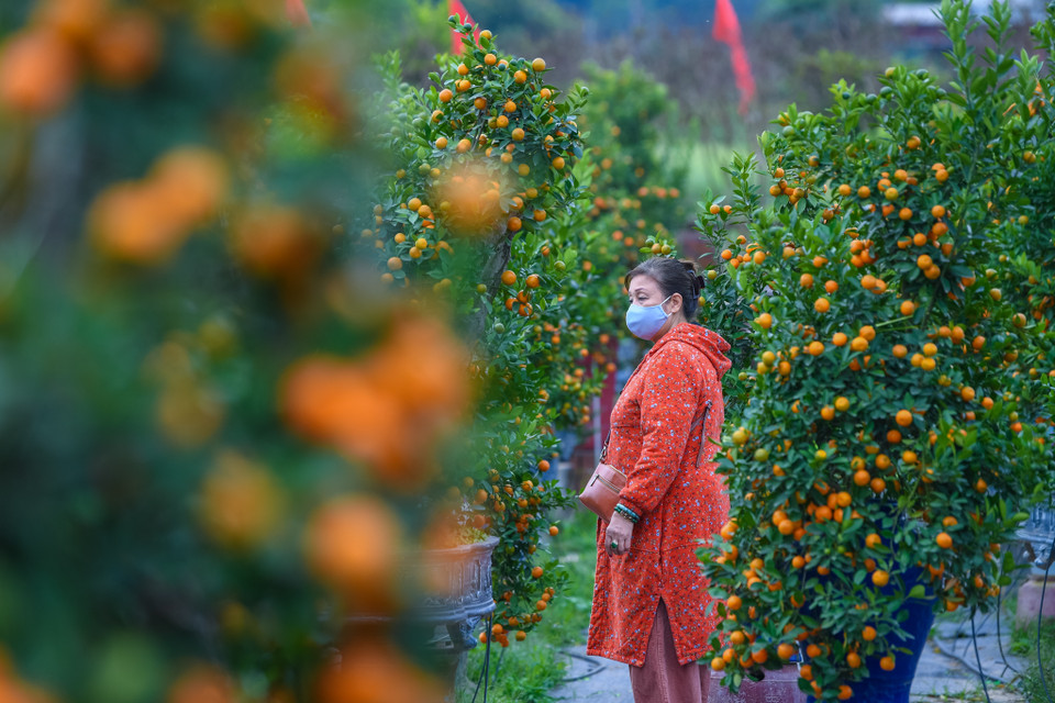 Nhiều khách hàng đến thăm thú và sẵn sàng trả hàng chục triệu để có thể sở hữu một cây quất đẹp, độc đáo. (Ảnh: Hoài Nam/Vietnam+)