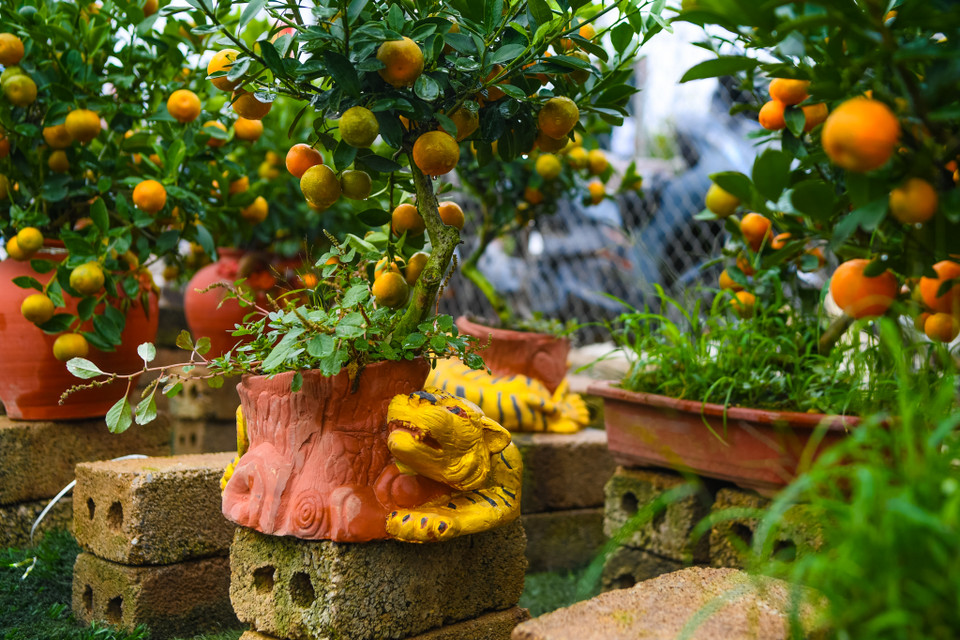 Chủ vườn cho biết đã cho nhập chậu, trồng cây và uốn nắn suốt gần một năm trời để cho ra được thành phẩm quất bonsai đẹp nhất tới tay khách hàng với giá từ 1,2-1,5 triệu đồng. (Ảnh: Hoài Nam/Vietnam+)