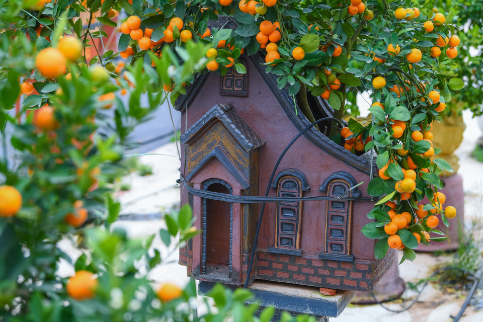 Chị Trang cũng cho hay hiện tại đã có rất nhiều khách đặt mua cây và chờ đến cận Tết mang về. (Ảnh: Hoài Nam/Vietnam+)