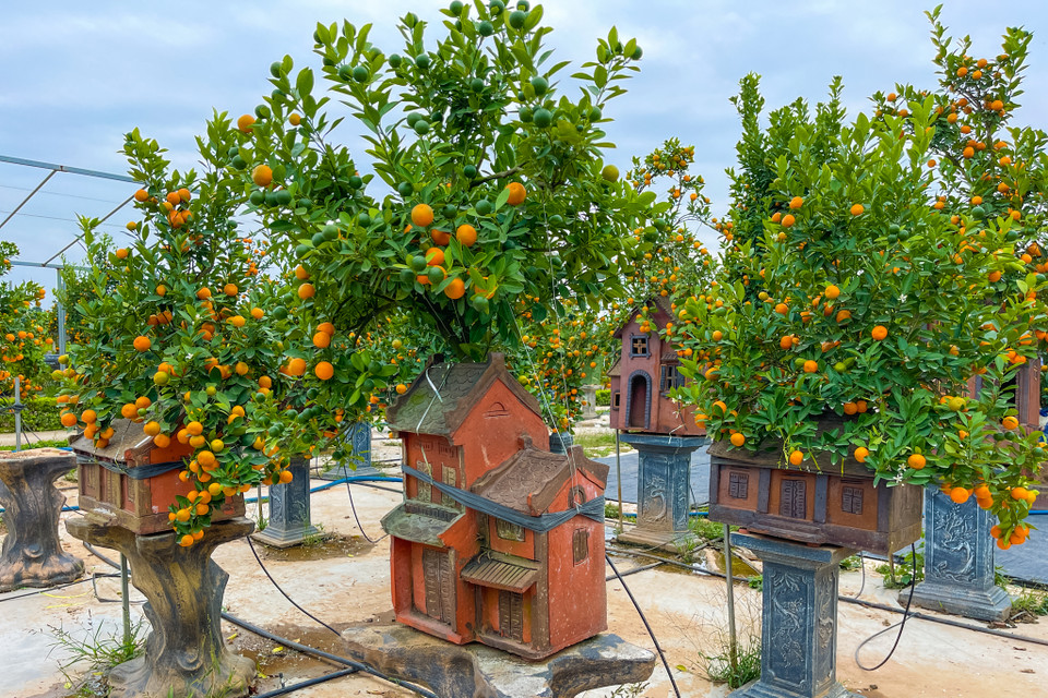 Các ngôi nhà được tạo hình độc đáo làm nên điểm nhấn ấn tượng cho các chậu quất cảnh phục vụ Tết. (Ảnh: Hoài Nam/Vietnam+)