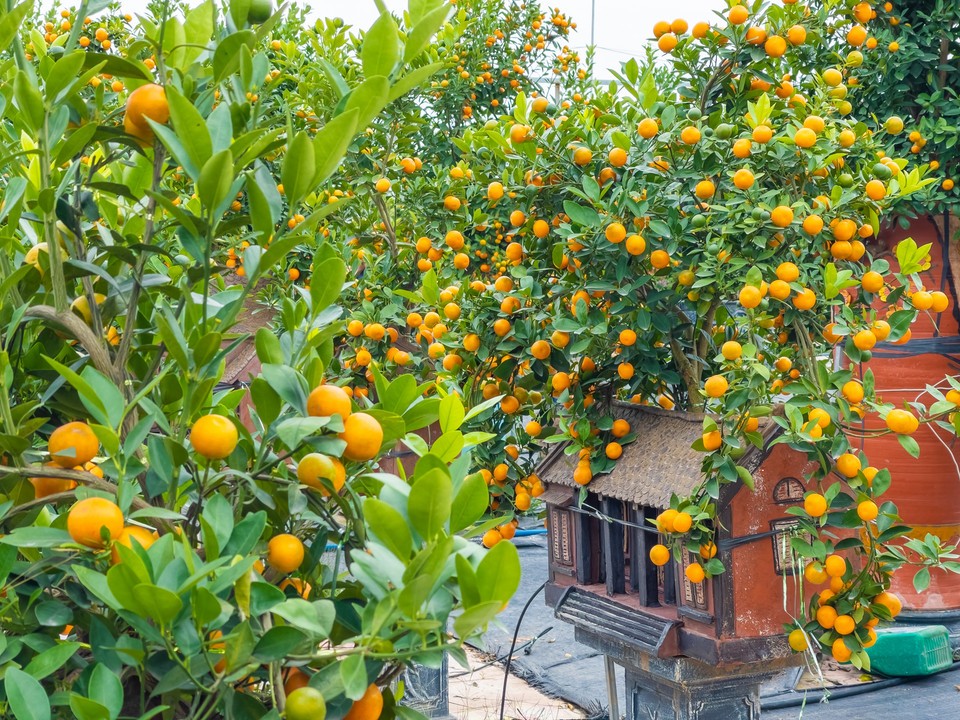 Chị Ngô Thu Trang, chủ một nhà vườn ở Tứ Liên, cho biết để tạo ra một tác phẩm quất bonsai trồng trong hình ngôi nhà phải trải qua nhiều công đoạn từ chọn ươm quất cho đến tính toán thời gian để quất cho quả ra đúng dịp Tết Nguyên Đán. (Ảnh: Hoài Nam/Vietnam+)