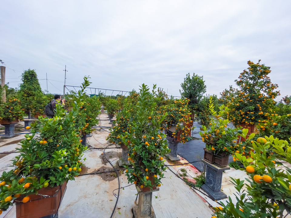 Những cây quất cảnh nghệ thuật được các nghệ nhân khéo léo trồng trên những ngôi nhà rông Tây Nguyên, nhà phố cổ Hà Nội, nhà ba gian Bắc Bộ... (Ảnh: Hoài Nam/Vietnam+)