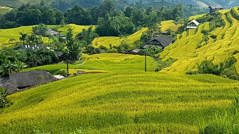 Tới đây du khách sẽ có những góc nhìn đầy mới mẻ và lạ lẫm về mùa vàng trên những thửa ruộng bậc thang. (Ảnh: Đỗ Hùng/Vietnam+)