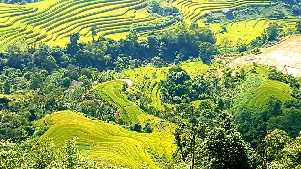 Mỗi năm, cứ sau khi lúa ở Mù Cang Chải gặt là đến thời điểm vàng của ruộng bậc thang Hoàng Su Phì. (Ảnh: Đỗ Hùng/Vietnam+)