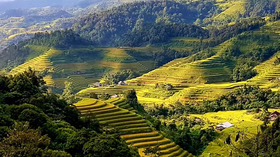 Lúa Hoàng Su Phì thường chín muộn hơn, vào giữa tháng 10. (Ảnh: Đỗ Hùng/Vietnam+)