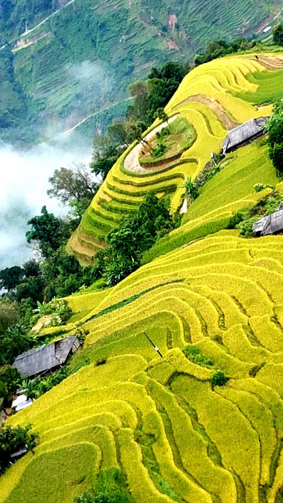 Ruộng bậc thang Hoàng Su Phì được công nhận là Di tích danh thắng quốc gia tháng 11/2011, trải dài trên địa bàn 6 xã Bản Luốc, Sán Sả Hồ, Bản Phùng, Hồ Thầu, Nậm Ty và Thông Nguyên. (Ảnh: Đỗ Hùng/Vietnam+)