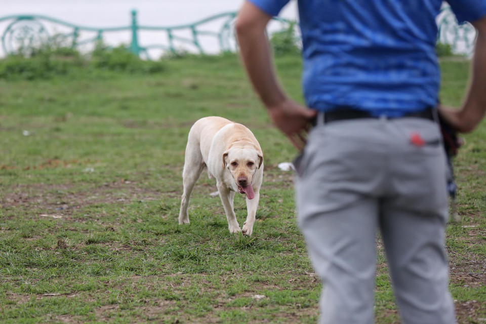 Sẽ không thể lường trước được chuyện gì sẽ xảy ra nếu những con chó bỗng dưng 'nổi điên'. (Ảnh: Minh Sơn/Vietnam+)