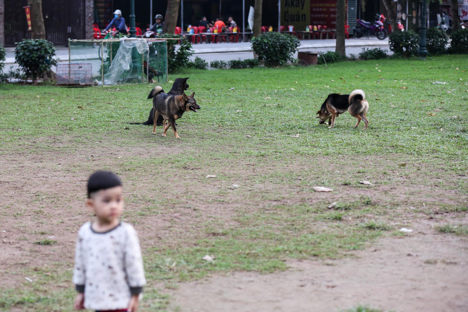 Việc chó thả rông có thể gây nguy hiểm cho bất cứ ai đặc biệt là trẻ em. Trước đó trong tối ngày 3/4, một cháu bé khoảng 7 tuổi ở Kim Động, Hưng Yên đã bất ngờ bị nhiều con chó 'nổi điên' tấn công dẫn tới tử vong. (Ảnh: Minh Sơn/Vietnam+)