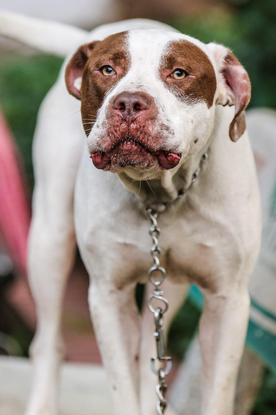 Điều đáng nói đây là những vụ tai nạn từ chó không phải là ít thế nhưng người dân vẫn cho rằng những chú chó đã được thuần dưỡng có bản tính gần gũi với con người nên không cần sử dụng rọ mõm hay dây xích khi đưa chó đi dạo tại nơi công cộng. (Ảnh: Minh Sơn/Vietnam+)