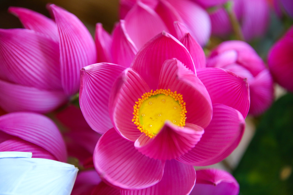 Đây là ngôi làng nổi tiếng ở Huế chuyên làm về hoa giấy. Hoa ở đây có hai loại chính là hoa thờ cúng với đầy đủ màu sắc và hoa sen giấy có màu tím Huế thơ mộng. (Ảnh: PV/Vietnam+)