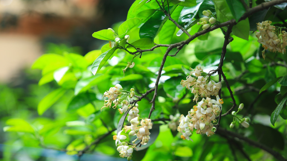 Những cánh hoa bưởi trắng ngần, mềm như nhung bung ra để lộ cái nhụy vàng ươm cho đầu làng, cuối xóm một hương thơm ngào ngạt. (Ảnh: Minh Sơn/Vietnam+)