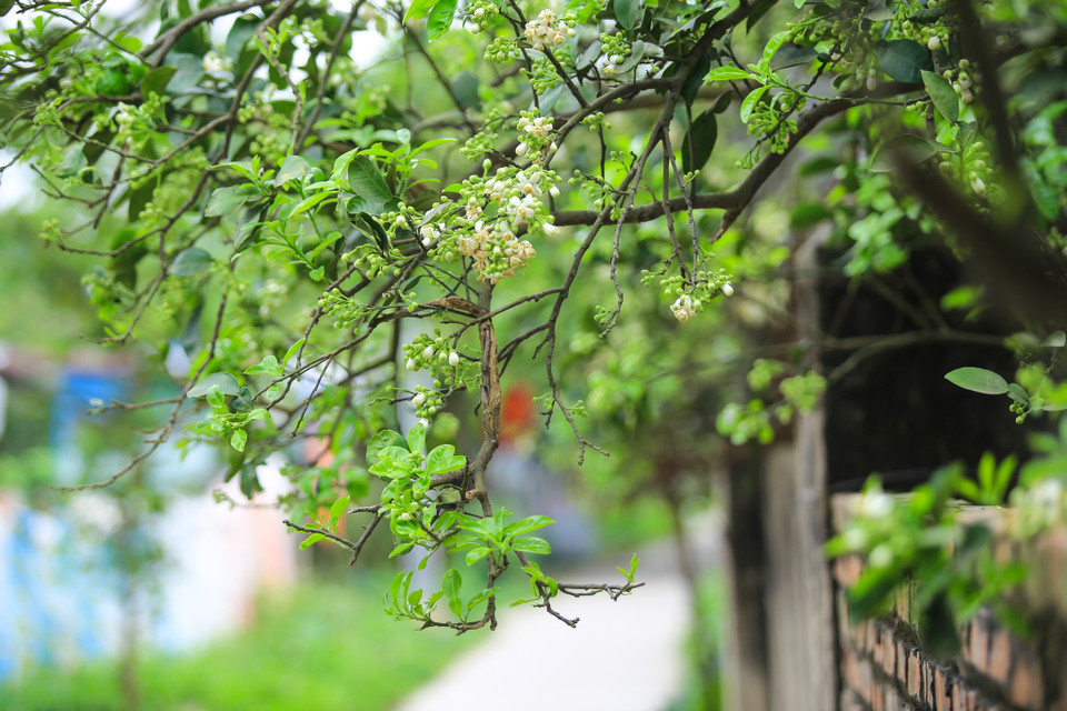Cứ độ tháng Ba, từ ngoại ô vào đến thành phố thi thoảng người ta vẫn ngửi thấy mùi hoa bưởi thơm phảng phất từ đâu đó. (Ảnh: Minh Sơn/Vietnam+)