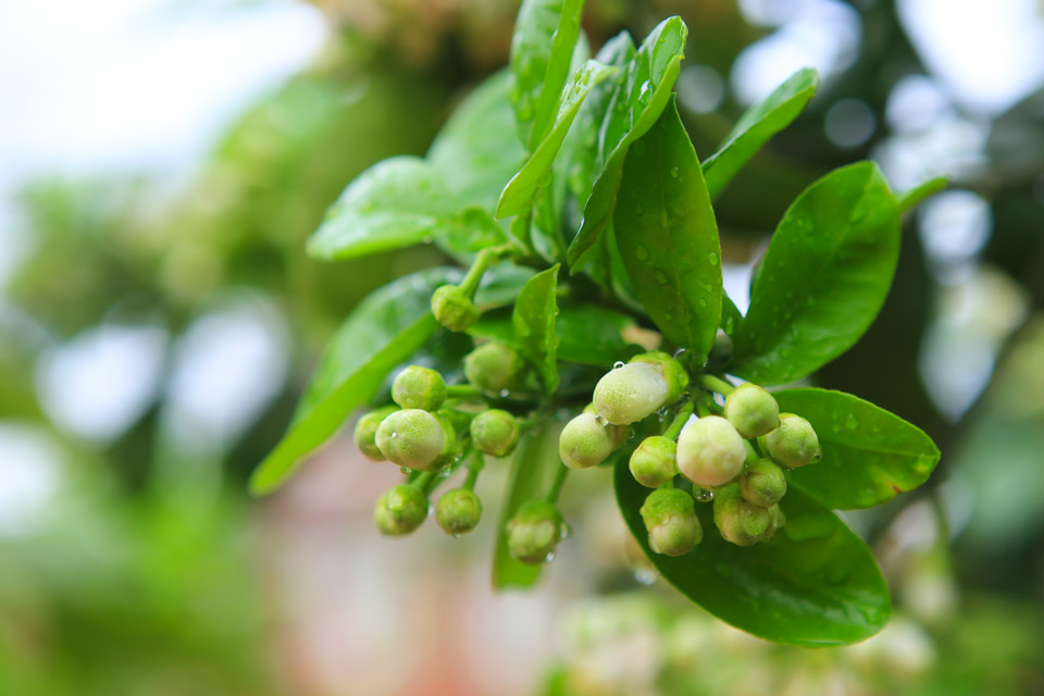 Hoa bưởi thơm thoang thoảng, tinh khiết mà đẹp nhất phải lúc bình minh, khi những ánh nắng mai nhẹ nhàng vuốt nhẹ lên vòm lá vẫn vương những giọt sương lành lạnh. (Ảnh: Minh Sơn/Vietnam+)