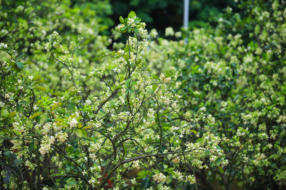 Có lẽ, hoa bưởi là loài hoa âm thầm đến lạ, sắc hoa không rực rỡ, kiêu sa chỉ có năm cánh cong cong trắng muốt, cánh hoa nhẹ nhàng uốn về phía cuống. (Ảnh: Minh Sơn/Vietnam+)