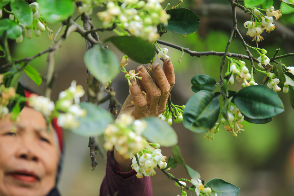 Hoa bưởi được những bà, những chị cắt khẽ khàng, nâng niu cẩn trọng để từ làng lên phố, những cánh hoa vẫn trắng muốt thanh tao. (Ảnh: Minh Sơn/Vietnam+)