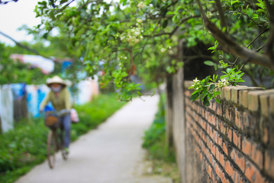 Ai đi qua cũng phải chầm chậm, để hít hà cái hương vị ngọt ngào, dìu dịu của loài hoa mộc mạc, giản dị này. (Ảnh: Minh Sơn/Vietnam+)
