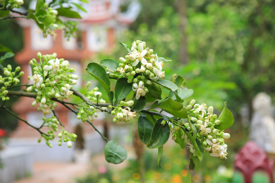 (Ảnh: Minh Sơn/Vietnam+)