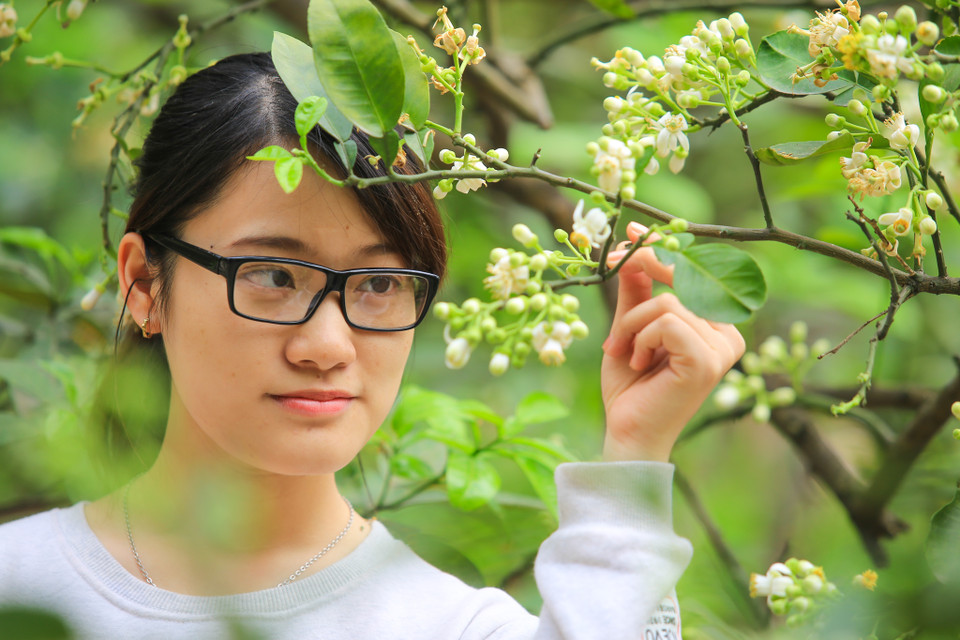 Hoa bưởi thơm cho lòng bối rối - Anh không dám xin - Cô gái chẳng dám trao - Chỉ mùi hương đầm ấm thanh tao - Không dấu được cứ bay dịu nhẹ (Lời bài thơ: Hương thầm – Phan Thị Thanh Nhàn). (Ảnh: Minh Sơn/Vietnam+)