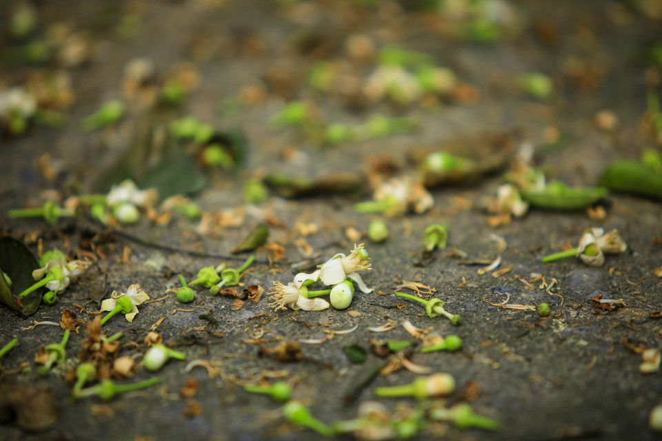 Mùa hoa bưởi rất ngắn, hết mưa xuân là hoa bưởi vắng bóng. (Ảnh: Minh Sơn/Vietnam+)