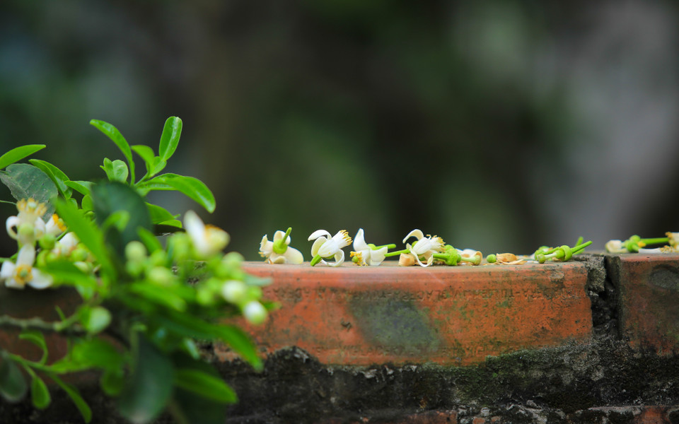 Những cánh hoa rụng rơi vẫn vương lại mùi hương thơm nhẹ nhàng. (Ảnh: Minh Sơn/Vietnam+)