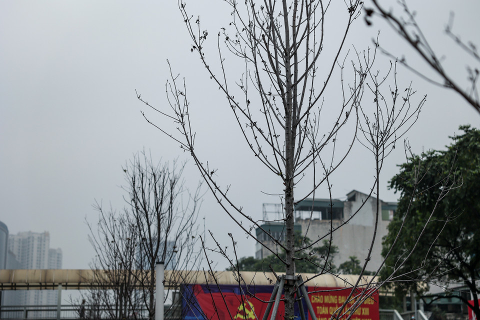 Rất nhiều người tỏ ra thất vọng khi không thể chứng kiến một con đường phong lá đỏ tuyệt đẹp vào mỗi độ thu về. (Ảnh: Minh Sơn/Vietnam+)